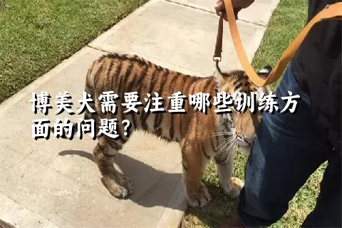 博美犬需要注重哪些训练方面的问题？