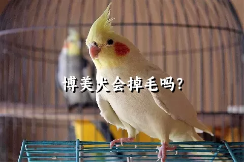 博美犬会掉毛吗？