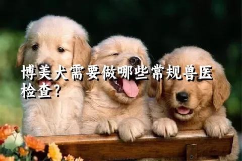 博美犬需要做哪些常规兽医检查？