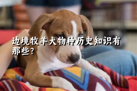 边境牧羊犬物种历史知识有那些？