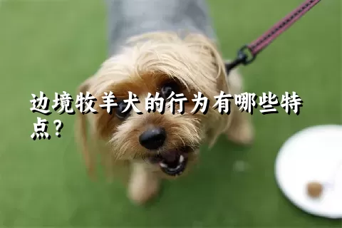 边境牧羊犬的行为有哪些特点？