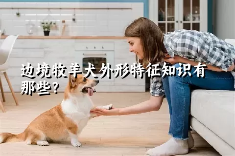 边境牧羊犬外形特征知识有那些？