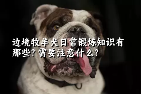 边境牧羊犬日常锻炼知识有那些？需要注意什么？