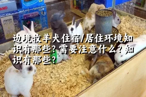 边境牧羊犬住宿/居住环境知识有那些？需要注意什么？知识有那些？