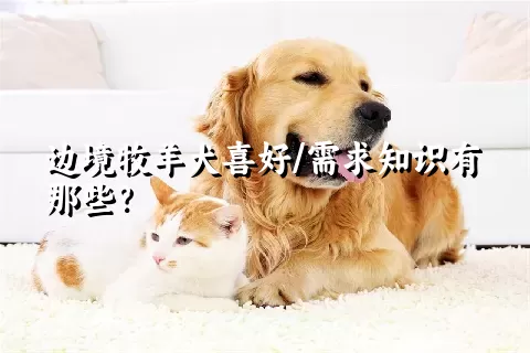 边境牧羊犬喜好/需求知识有那些？