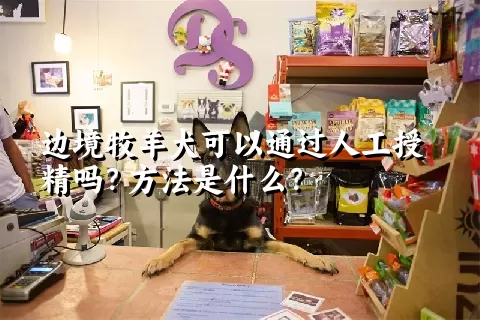 边境牧羊犬可以通过人工授精吗？方法是什么？