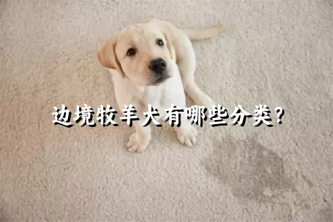 边境牧羊犬有哪些分类？