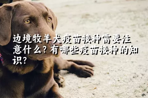 边境牧羊犬疫苗接种需要注意什么？有哪些疫苗接种的知识？