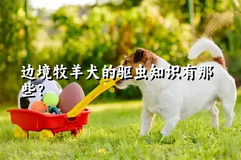 边境牧羊犬的驱虫知识有那些？