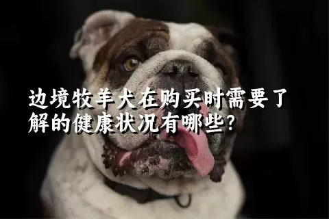 边境牧羊犬在购买时需要了解的健康状况有哪些？