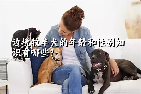 边境牧羊犬的年龄和性别知识有哪些？