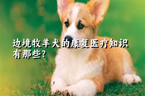 边境牧羊犬的康复医疗知识有那些？