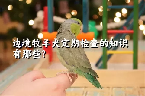 边境牧羊犬定期检查的知识有那些？