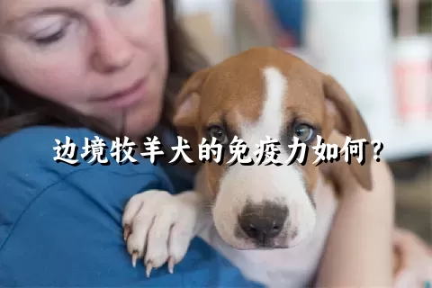 边境牧羊犬的免疫力如何？