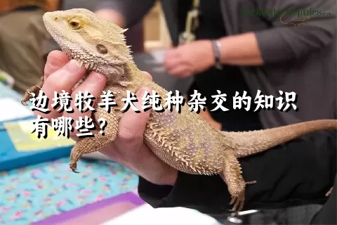 边境牧羊犬纯种杂交的知识有哪些？ 