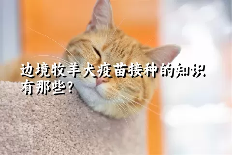 边境牧羊犬疫苗接种的知识有那些？