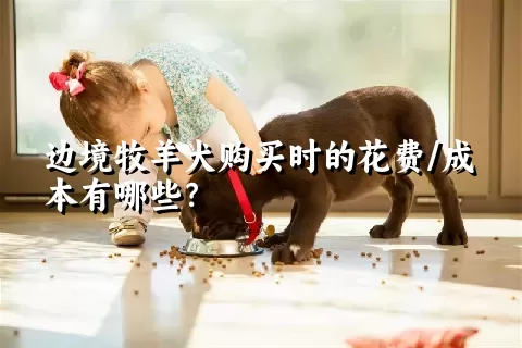 边境牧羊犬购买时的花费/成本有哪些？