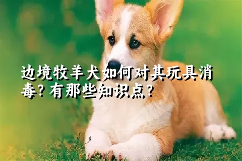 边境牧羊犬如何对其玩具消毒？有那些知识点？