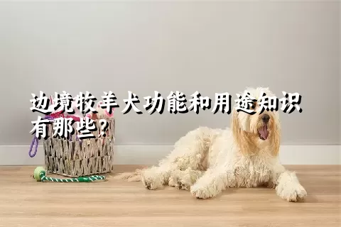 边境牧羊犬功能和用途知识有那些？