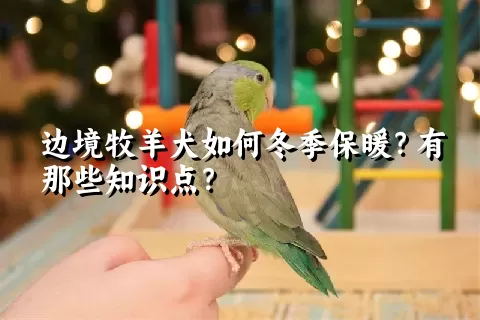 边境牧羊犬如何冬季保暖？有那些知识点？