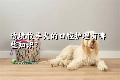 边境牧羊犬的口腔护理有哪些知识？