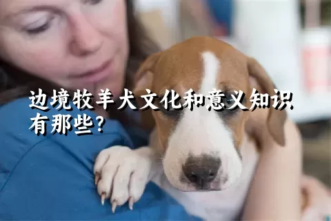 边境牧羊犬文化和意义知识有那些？