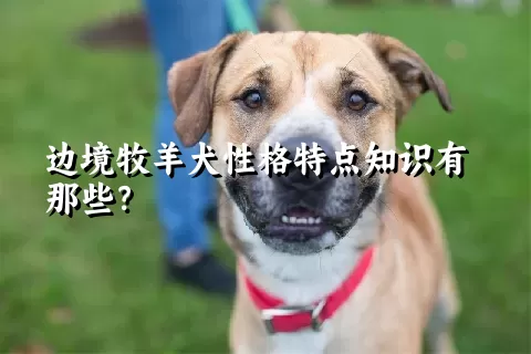 边境牧羊犬性格特点知识有那些？