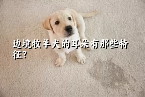 边境牧羊犬的耳朵有那些特征？