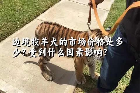 边境牧羊犬的市场价格是多少？受到什么因素影响？