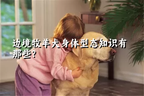 边境牧羊犬身体型态知识有那些？