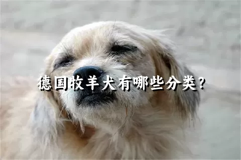 德国牧羊犬有哪些分类？