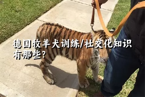 德国牧羊犬训练/社交化知识有那些？ 