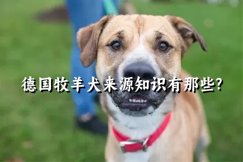 德国牧羊犬来源知识有那些?