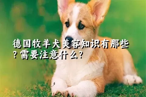 德国牧羊犬美容知识有那些？需要注意什么？