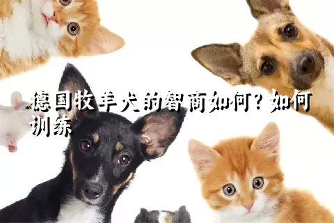 德国牧羊犬的智商如何？如何训练