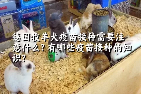 德国牧羊犬疫苗接种需要注意什么？有哪些疫苗接种的知识？