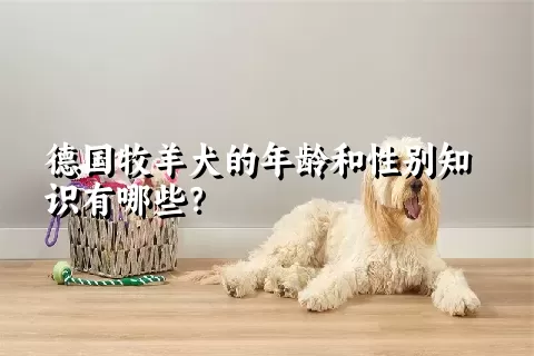 德国牧羊犬的年龄和性别知识有哪些？