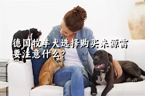 德国牧羊犬选择购买来源需要注意什么？ 