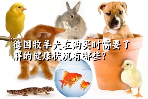 德国牧羊犬在购买时需要了解的健康状况有哪些？