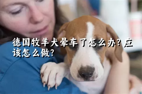 德国牧羊犬晕车了怎么办？应该怎么做？