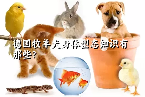 德国牧羊犬身体型态知识有那些？