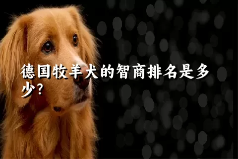 德国牧羊犬的智商排名是多少？