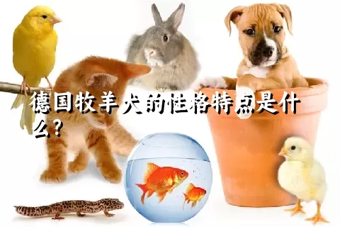 德国牧羊犬的性格特点是什么？