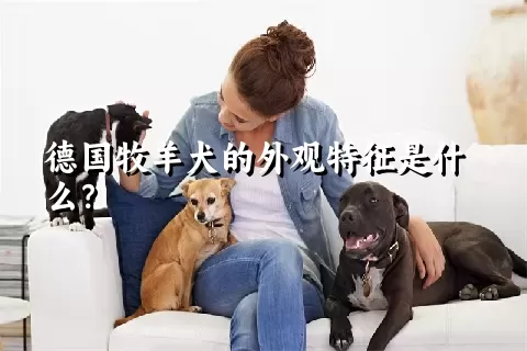 德国牧羊犬的外观特征是什么？