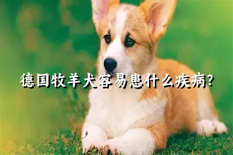 德国牧羊犬容易患什么疾病？