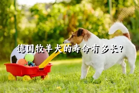 德国牧羊犬的寿命有多长？