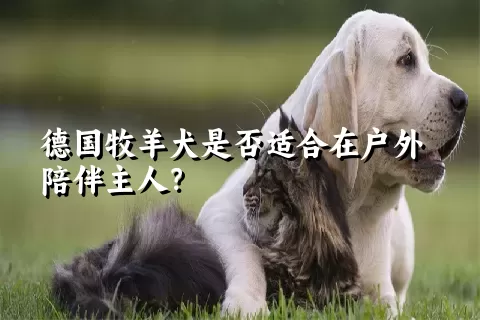 德国牧羊犬是否适合在户外陪伴主人？