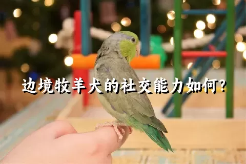 边境牧羊犬的社交能力如何？