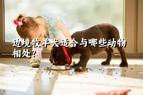 边境牧羊犬适合与哪些动物相处？