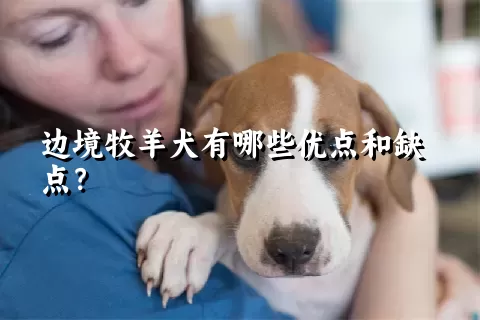 边境牧羊犬有哪些优点和缺点？